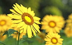 Signification des fleurs - tournesol