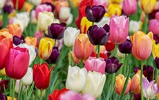 Signification des fleurs - tulipe