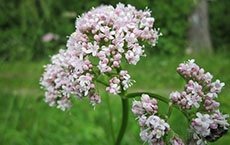 Signification des fleurs - valériane