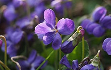 Signification des fleurs - violette