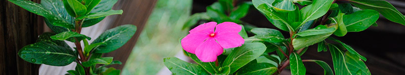 Solitude - groupes de fleurs de Bach