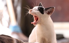 superstitions avec des objets : chatte