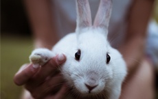 superstitions avec des objets : pied de lapin